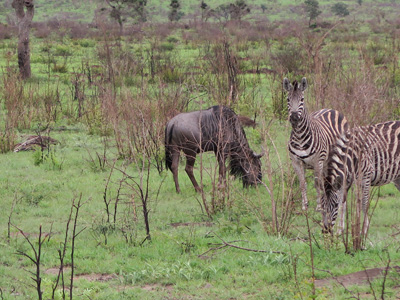 Wildebeest + Zebra, Kruger, South Africa 2013